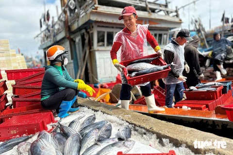 Về cảng cá kiên cường ngày giáp Tết - Ảnh 1.