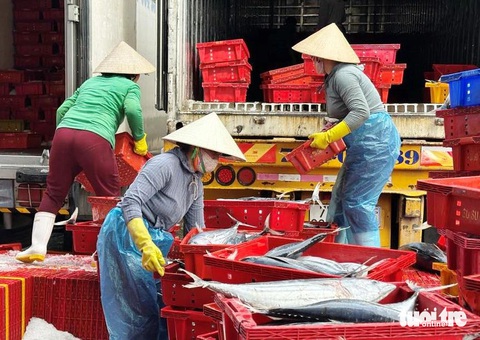 Về cảng cá kiên cường ngày giáp Tết - Ảnh 3.