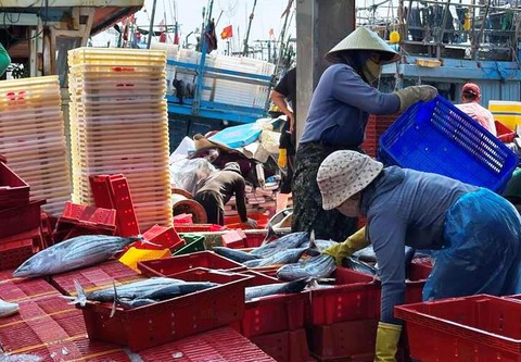 Về cảng cá kiên cường ngày giáp Tết - Ảnh 6.