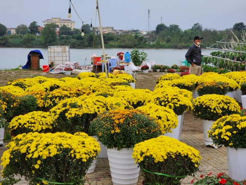Chiều cuối năm, nhà đủ hoa rồi vẫn ra chợ mua thêm vì thương người bán hoa Tết đang ế - Ảnh 5.