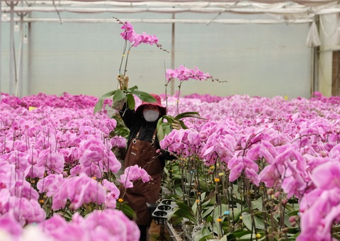 Hoa Tết Đà Lạt: giống ngoại hết thời - Ảnh 1. Hoa Tết Đà Lạt: giống ngoại hết thời - Ảnh 1.