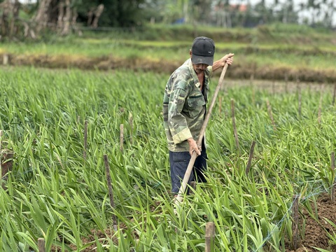 Thời tiết bất lợi, làng hoa lay ơn lớn nhất miền Trung mất Tết - Ảnh 5.