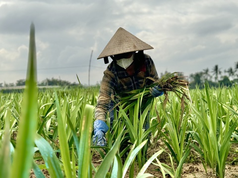 Thời tiết bất lợi, làng hoa lay ơn lớn nhất miền Trung mất Tết - Ảnh 2.