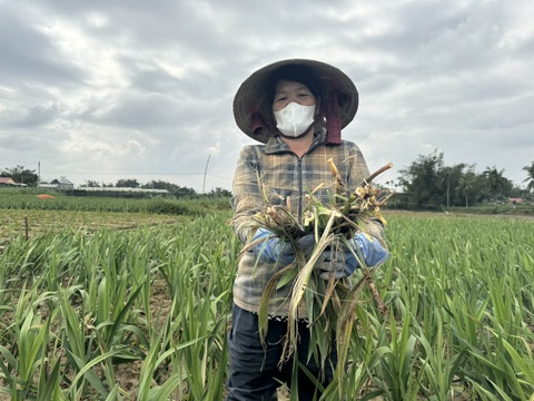 Thời tiết bất lợi, làng hoa lay ơn lớn nhất miền Trung mất Tết - Ảnh 7.