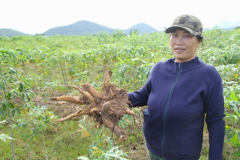 Giá củ mì rớt thảm, nông dân Ninh Thuận lo mất Tết - Ảnh 1. Giá củ mì rớt thảm, nông dân lo mất Tết - Ảnh 2.