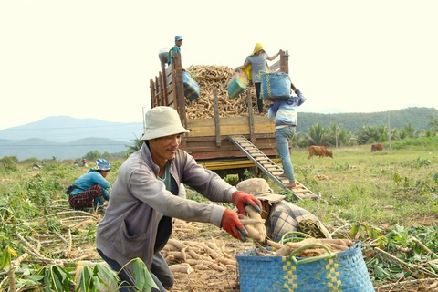 Giá củ mì rớt thảm, nông dân Ninh Thuận lo mất Tết - Ảnh 2. Giá củ mì rớt thảm, nông dân lo mất Tết - Ảnh 1.