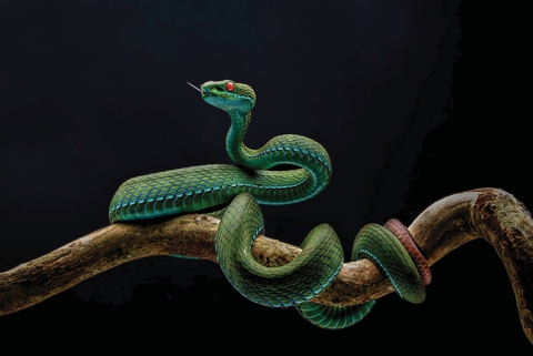 Viên kim cương Florentine: Bí mật hơn một thế kỷ