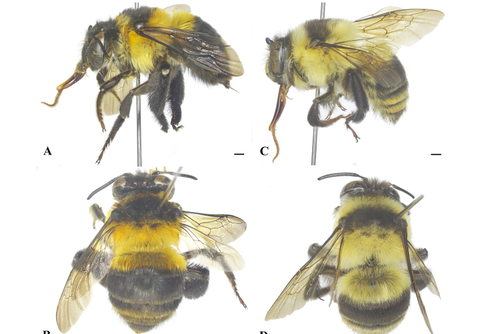 sinh vật mới - Ảnh 2.