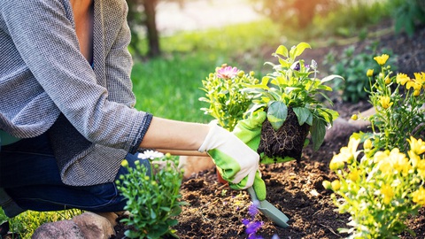 Cây cối cũng biết 'tung tin giả' lừa đồng loại - Ảnh 1. Cây cối cũng biết 'tung tin giả' lừa đồng loại - Ảnh 1.