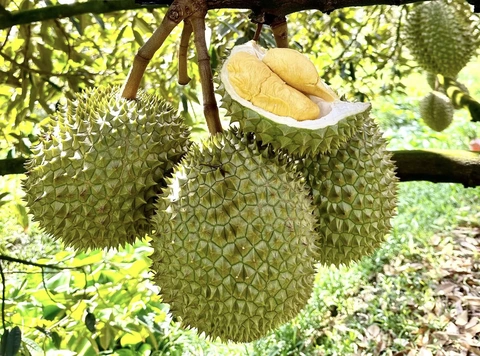 sầu riêng - Ảnh 1.