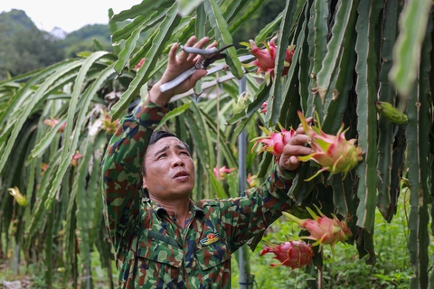 Vì sao địa phương gặp khó khi được phân quyền cấp giấy chứng nhận để thanh long, hồ tiêu... sang EU? - Ảnh 1.