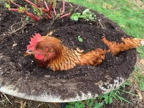 Ảnh vui 19-2: 'Lái mới, thi 5 lần mới đậu. Thông cảm' - Ảnh 5.