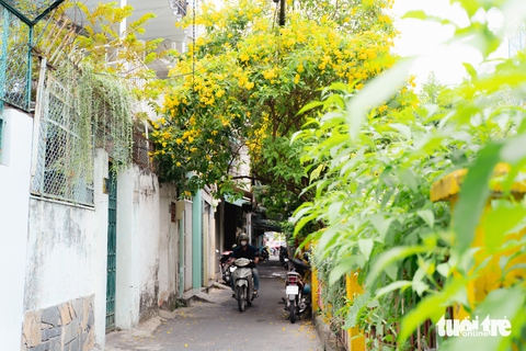 Hoa huỳnh liên nở rộp sắc vàng dọc tuyến đường ray xe lửa tại TP.HCM - Ảnh 7. Ngắm hoa huỳnh liên nở rợp sắc vàng dọc các đường ray xe lửa tại TP.HCM - Ảnh 7.
