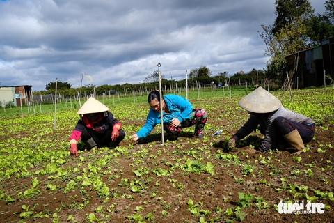 Nhiều loại rau rớt giá thê thảm chỉ còn 1.000 đồng/kg, nông dân khóc ròng - Ảnh 2.