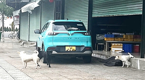 Bao giờ mới hết thót tim vì chó thả rông? - Ảnh 3. Bao giờ mới hết thót tim vì chó thả rông? - Ảnh 3.
