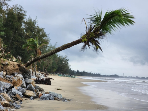 Bãi biển Mỹ Khê sạt lở nghiêm trọng, nguy cơ bị xóa sổ - Ảnh 1.