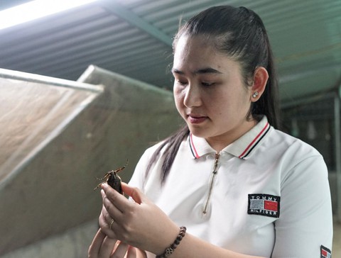 Ước mơ làng mắm vùng biển - Ảnh 2. Thuần hóa 'sát thủ ruộng đồng' làm nước mắm cà cuống - Ảnh 3.