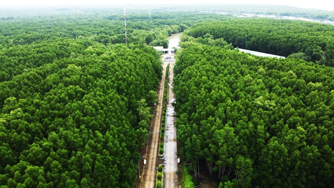 Cà Mau khởi động dự án tín chỉ carbon xanh - Ảnh 1.