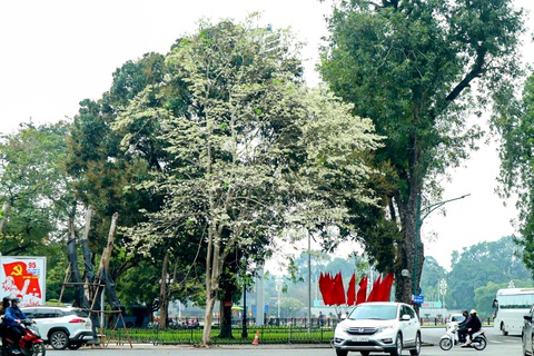 Tha hồ check-in hoa sưa đẹp nao lòng giữa Hà Nội - Ảnh 5. Check-in hoa sưa đẹp nao lòng giữa Hà Nội - Ảnh 6.