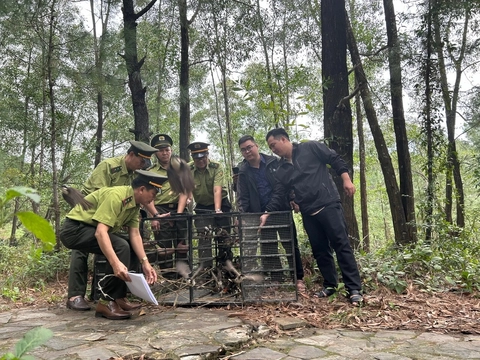 Huế không cấp phép hội thi chim chào mào vì lo tận diệt chim trời - Ảnh 1.