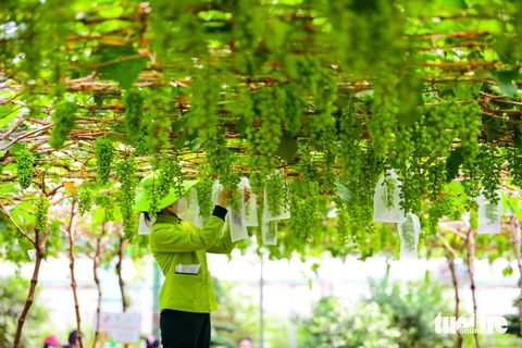 Cuối tuần, trải nghiệm vườn nho, nông trại xanh giữa lòng thành phố - Ảnh 7.