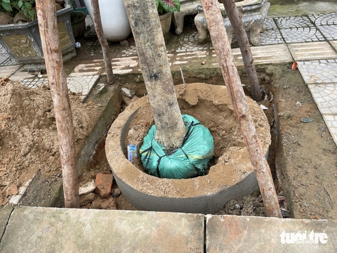 Cây đô thị trồng trong ống bi sâu 45cm, dưới là cống thoát nước, trên lấp cát, cây sống được không? - Ảnh 4.