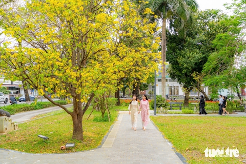 Mùa mai vàng nở muộn trên đất cố đô Huế - Ảnh 3.