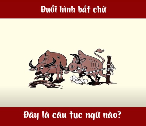 Đây là câu tục ngữ gì (P7) - Ảnh 1.
