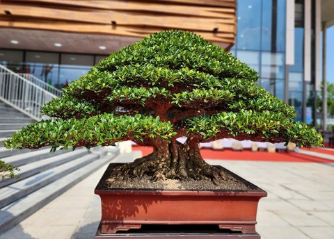 Siêu bonsai hội tụ tại Quảng Ngãi hút mắt người xem - Ảnh 3.