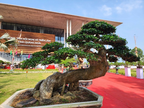 Siêu bonsai hội tụ tại Quảng Ngãi hút mắt người xem - Ảnh 1.