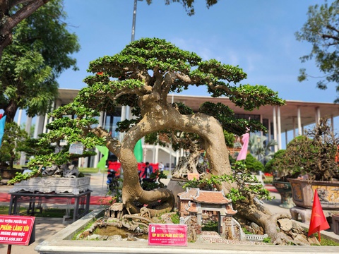 Siêu bonsai hội tụ tại Quảng Ngãi hút mắt người xem - Ảnh 8.