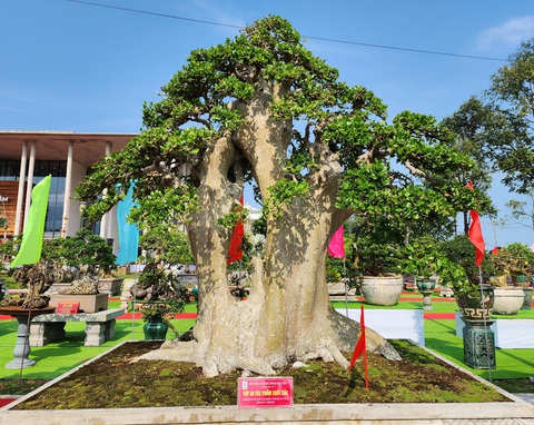 Siêu bonsai hội tụ tại Quảng Ngãi hút mắt người xem - Ảnh 11.