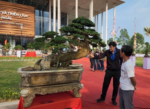 Siêu bonsai hội tụ về Quảng Ngãi hút mắt người xem - Ảnh 15.