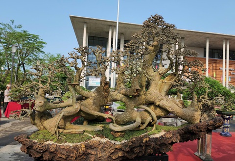 Hơn 1.000 bonsai đổ về Quảng Ngãi, khách đến xem trầm trồ trước siêu cây - Ảnh 13.
