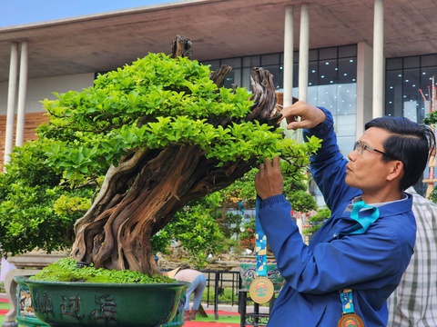 Siêu bonsai hội tụ tại Quảng Ngãi hút mắt người xem - Ảnh 7.
