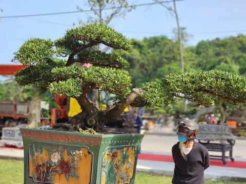 Siêu bonsai hội tụ tại Quảng Ngãi hút mắt người xem - Ảnh 10.
