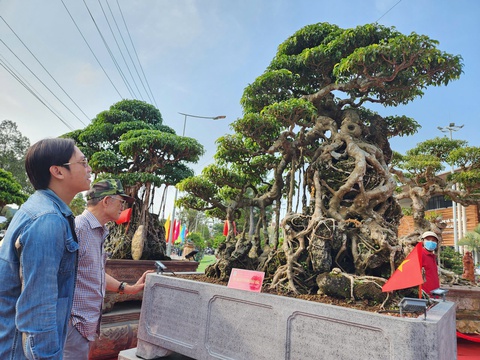 Siêu bonsai hội tụ tại Quảng Ngãi hút mắt người xem - Ảnh 2.