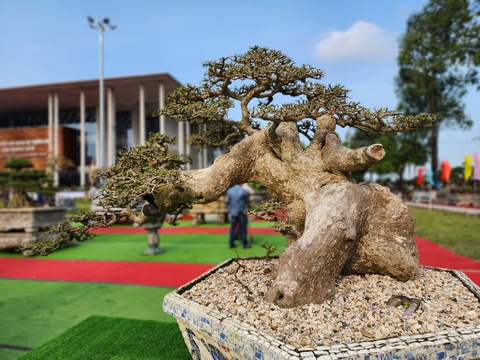 Siêu bonsai hội tụ tại Quảng Ngãi hút mắt người xem - Ảnh 6.