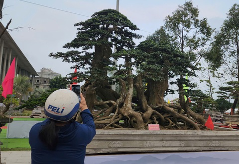 Siêu bonsai hội tụ tại Quảng Ngãi hút mắt người xem - Ảnh 9.