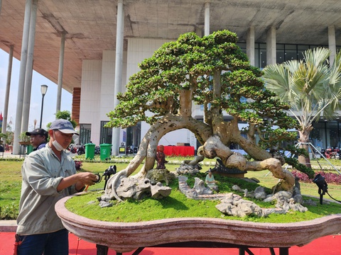 Siêu bonsai hội tụ tại Quảng Ngãi hút mắt người xem - Ảnh 5.