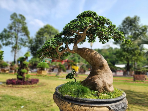 Siêu bonsai hội tụ tại Quảng Ngãi hút mắt người xem - Ảnh 4.
