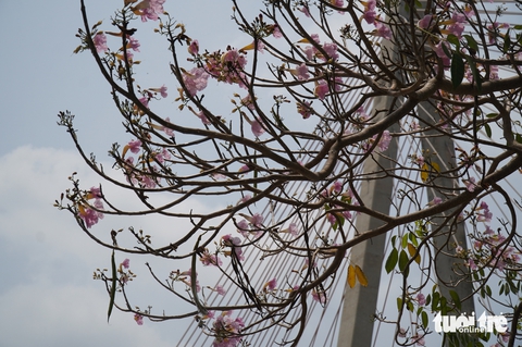 Người dân thích thú với hàng kèn hồng bên dòng sông Tiền - Ảnh 1.