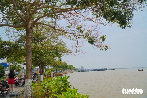 Người dân thích thú với hàng hoa kèn hồng bên dòng sông Tiền - Ảnh 3.