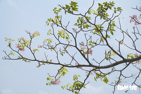 Người dân thích thú với hàng hoa kèn hồng bên dòng sông Tiền - Ảnh 4.