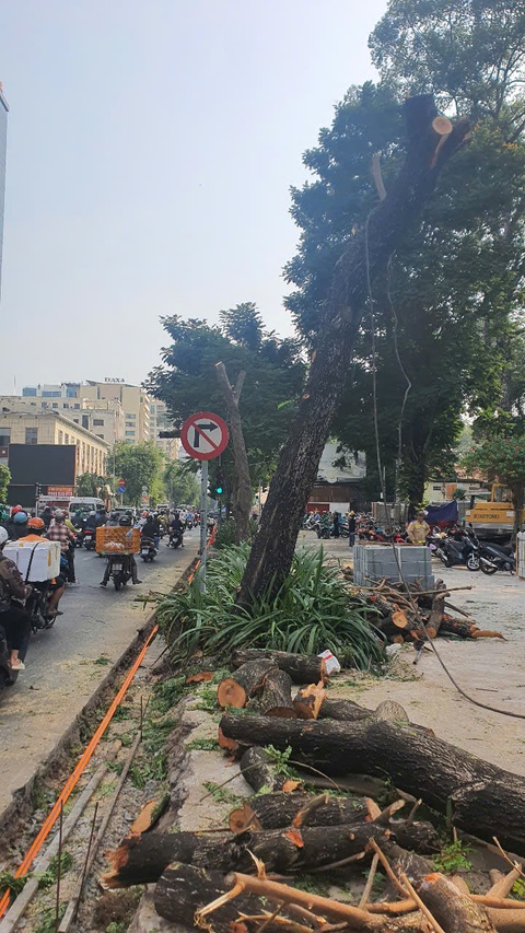 cây xanh - Ảnh 1.