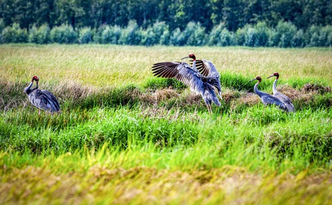 Sếu đầu đỏ về nhảy múa kết đôi - Ảnh 2. Sếu đầu đỏ về nhảy múa kết đôi - Ảnh 2.