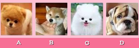 quiz - Ảnh 1.