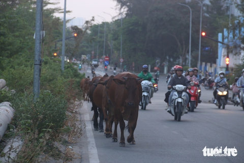 bò thả rông - Ảnh 1.
