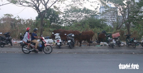 bò thả rông - Ảnh 3.