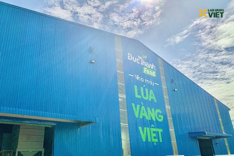 lúa vàng việt - Ảnh 5.